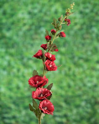 Red Hollyhock