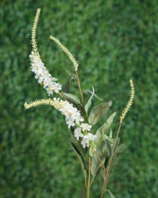 Salvia White