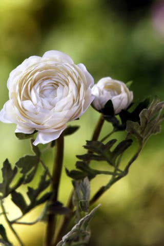 White Ranunculus